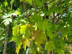 Red Oak