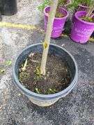 Chinese Dogwood