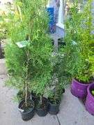 6) Thuja Skybound Arborvitaes
