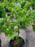 Japanese Maple