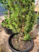 Pine