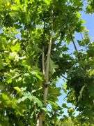 Northern Red Oak