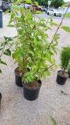 2) Redtwig Dogwood