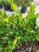 3) Winter Gem Boxwood