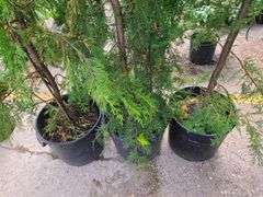 3) Arborvitae