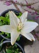 1) Hemercallis Happy Returns, 2) Dwarf Asiatic Lilies