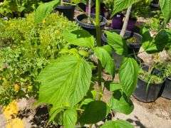 Heritage Raspberry