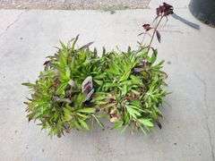 2) Dianthus Sooty