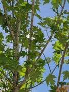 Red Oak