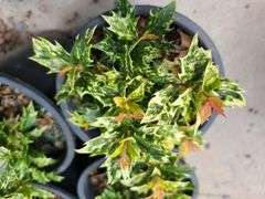 4) Osmanthus Heterophyllus 'Goshiki'