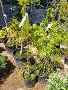 Varigated Western Red Cedar
