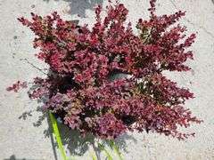 4) Japanese Barberry