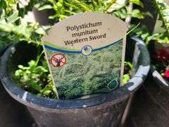 3) Western Sword Fern