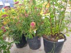3) Neon Flash Spirea
