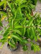 2) Seven Son Flower Tree
