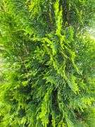 2) Miss Kilm Lilacs, Emerald Green Arborvitae