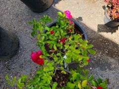 2) Rose Bush