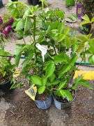 4) Thornless Boysenberry