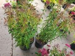 2) Neon Flash Spirea