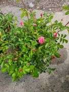 3) Rose Bushes