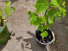 Little Leaf Lindan