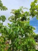 American Hornbeam Tree