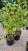 2) Redtwig Dogwood