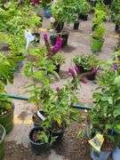 3) Miss Molly Butterfly Bush