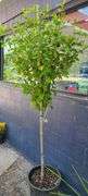 Hibiscus Rose of Sharon Tree