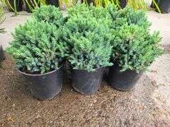 6) Blue Star Juniper