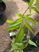 York Elderberry