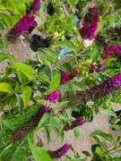 4) Miss Molly Butterfly Bush