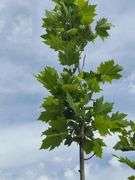 London Plane Tree