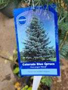 Colorado Blue Spruce
