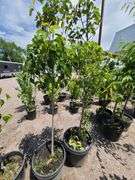2) Cleveland Select Flowering Pear Trees