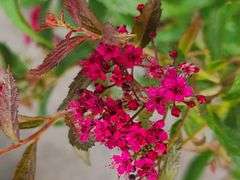 2) Neon Flash Spirea