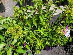 8) Berry White Hydrengeas