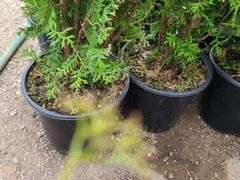 6) Emerald Green Arborvitae