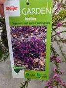 3) Purple Heather Calluna Vulgaris