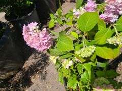 2) Hydrangea