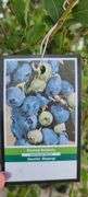 Bluecrop Blueberry Tree