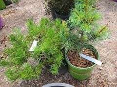Mugo Pine, Western White Pine