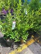5) Miss Kim Lilac Plants