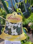 Chinese Dogwood