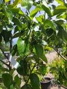 2) Cleveland Select Flowering Pear Trees