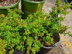 2) Snowmound Spirea