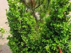 2) Bushes