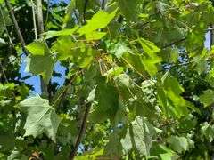 Sycamore Tree