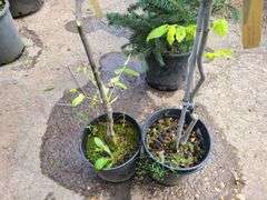 2) Golden American Yellowwood
