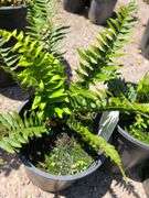 3) Western Sword Fern